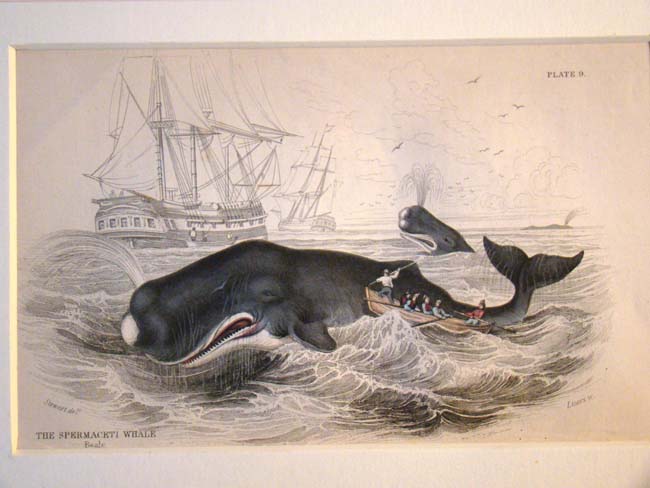 A fine 19th century hand colored steel plate engraving of Whales published by William H. Lizars in 1837